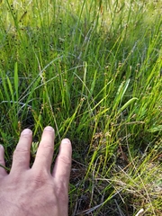 Scleria verticillata