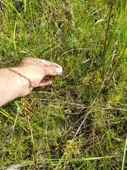 Scleria verticillata