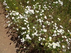 Leptosiphon montanus