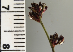 Scleria verticillata