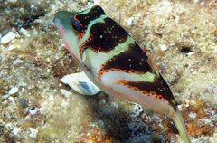 Canthigaster axiologus