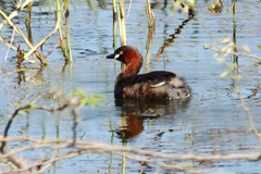 Tachybaptus ruficollis