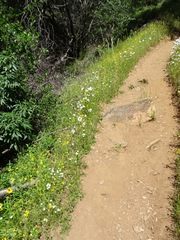 Leptosiphon montanus