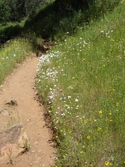 Leptosiphon montanus