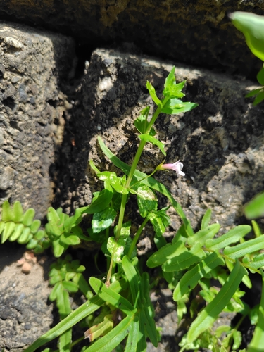 Torenia anagallis, photograph 2