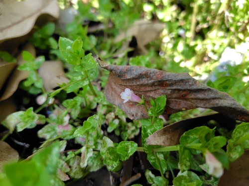 Torenia anagallis, photograph 3