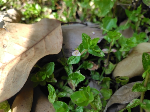 Torenia anagallis, photograph 4