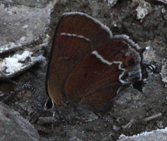 Callophrys spinetorum