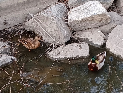 iNaturalist observation photo of Mallard