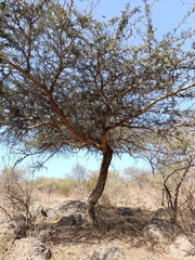Acacia leucophloea (Acacia leucophloea)