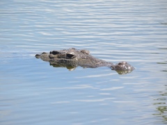 Crocodylus