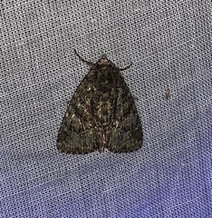 Phosphila miselioides