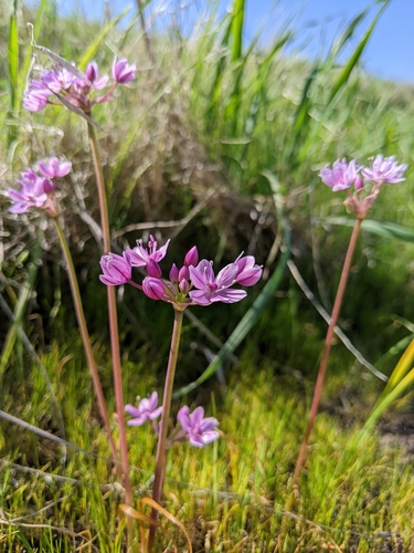 Image of Allium hyalinum by (c) Kayla Sweeten, some rights reserved (CC BY)