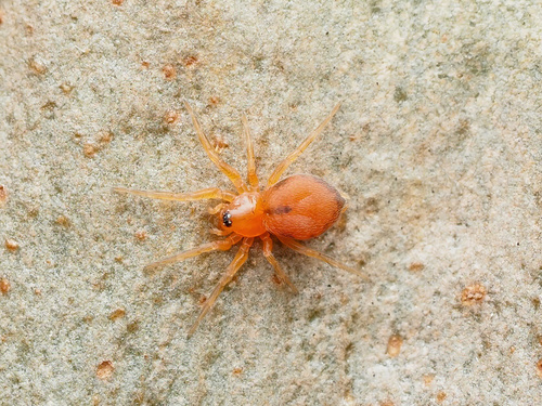 Scotospilus bicolor