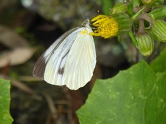 Pieris melete