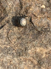 Euconulus fulvus