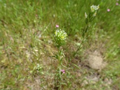 Castilleja attenuata