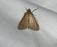 Diastictis