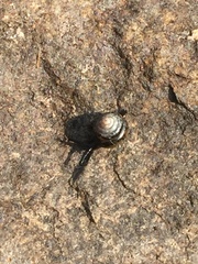 Euconulus fulvus
