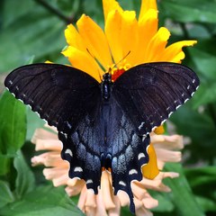 Papilio glaucus