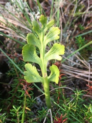 Botrychium spathulatum