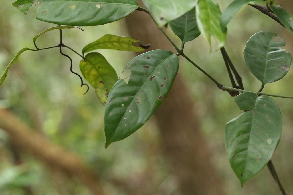 Gnetum luofuense; photograph author not stated, no rights reserved