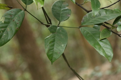 Image of Gnetum luofuense by no rights reserved