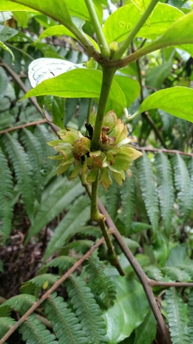 Silvianthus bracteatus (Silvianthus bracteatus)