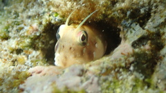 Rhabdoblennius nitidus