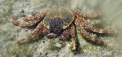 Grapsus tenuicrustatus