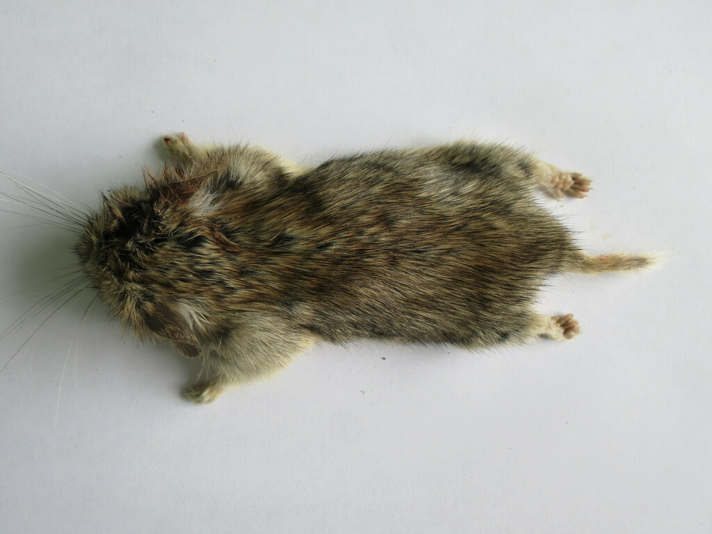 Tuva Mountain Vole