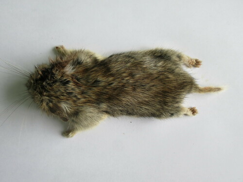 Tuva silver vole (Alticola tuvinicus) — Least Concern Mammalia