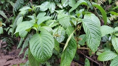 Silvianthus bracteatus