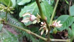 Silvianthus bracteatus