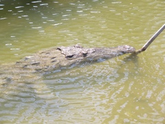 Crocodylus