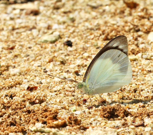 Phrissura