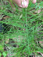 Equisetum pratense