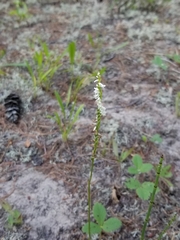 Spiranthes lacera lacera