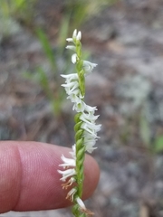 Spiranthes lacera lacera