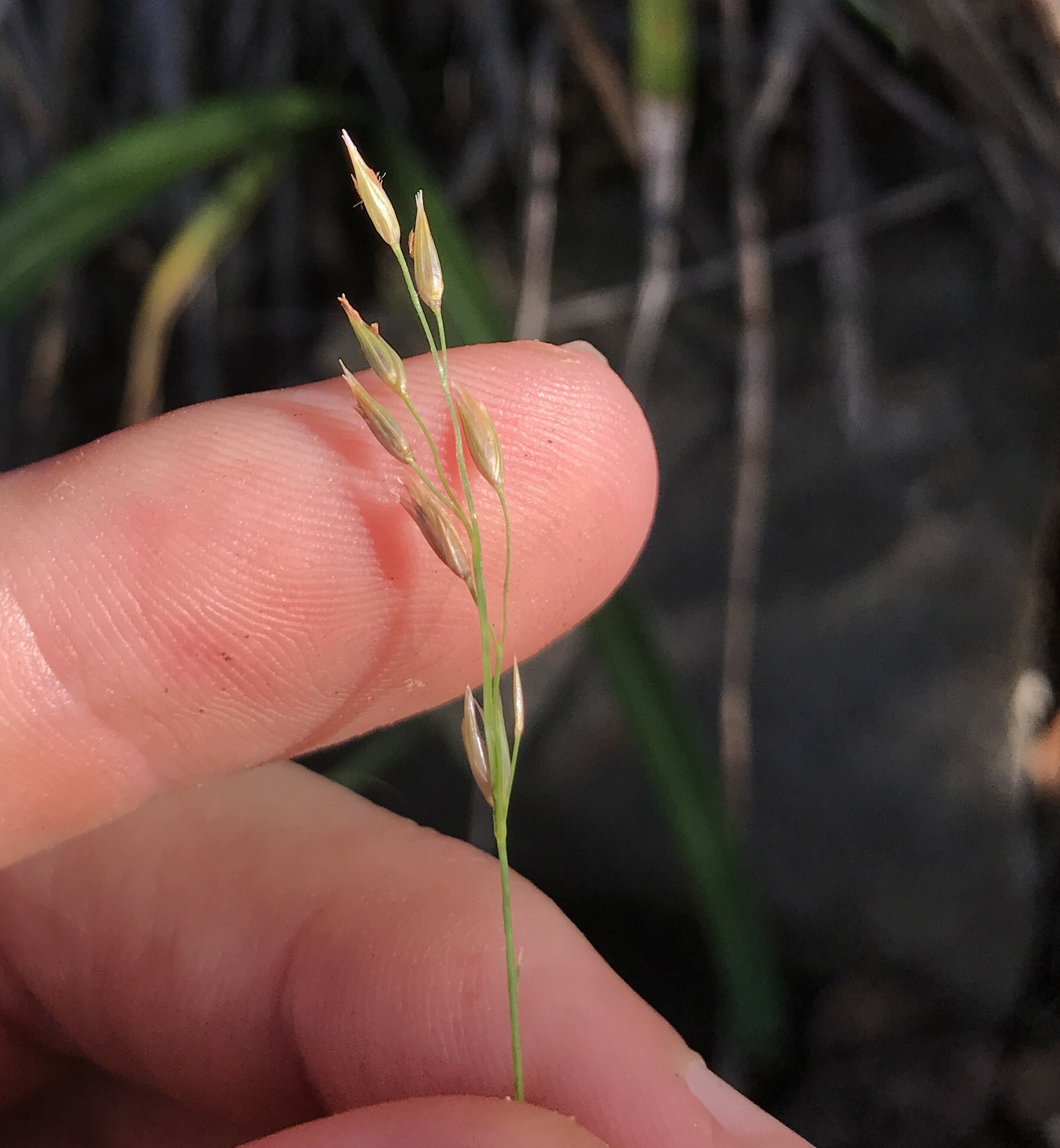 Ciliate Hairy Arundinella (Arundinella hirta)