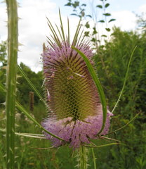 Dipsacus fullonum