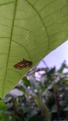 Paracymoriza cataclystalis