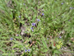 Allophyllum gilioides