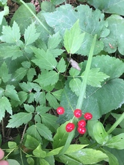 Actaea rubra rubra