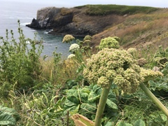 Angelica hendersonii