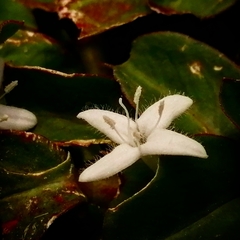 Diodia