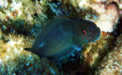 Cirripectes imitator