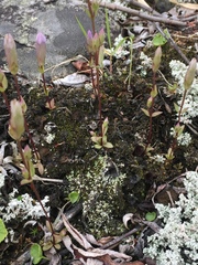 Gentianella propinqua propinqua