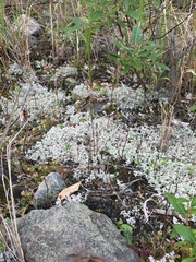 Gentianella propinqua propinqua
