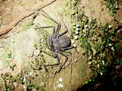 Phrynus operculatus